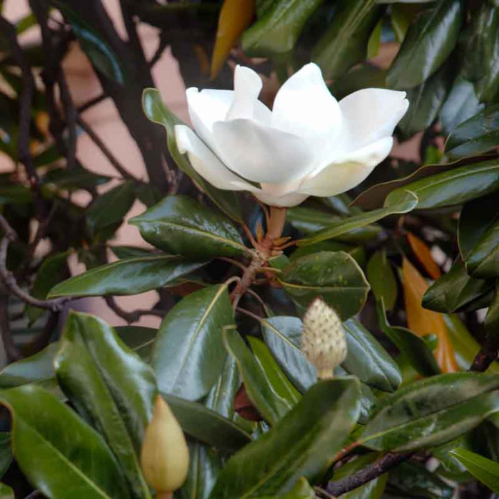 Magnolia grandiflora