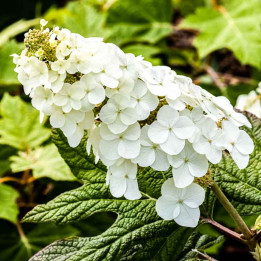 Hydrangea quercifolia Amethyst