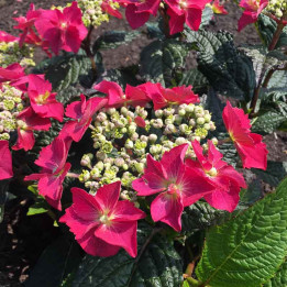 Hydrangea serrata Strawberry Cream