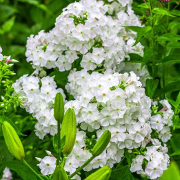 Phlox paniculata David