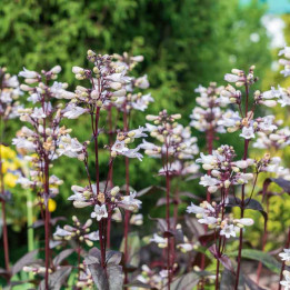 Penstemon Onyx and Pearls