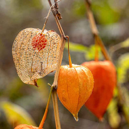 Physalis franchetii