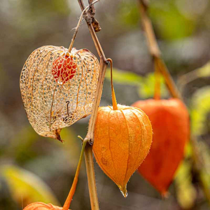 Physalis franchetii