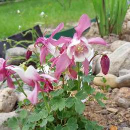Aquilegia cameo Red and White