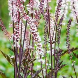 Actaea simplex Carbonella