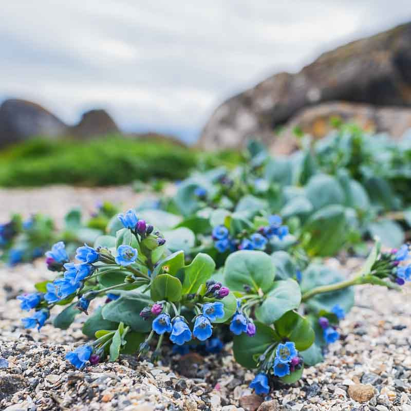 Mertensia maritima Mertensia maritima