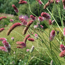 Sanguisorba Pink Elephant - plante vivace - Le chatel des vivaces