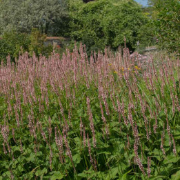 Persicaria amplexicaulis Rosea