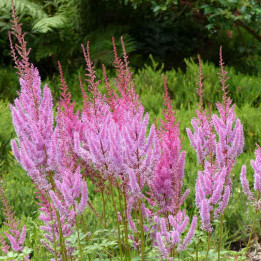 Astilbe chinensis Pumila