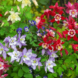 Aquilegia Mc Kana