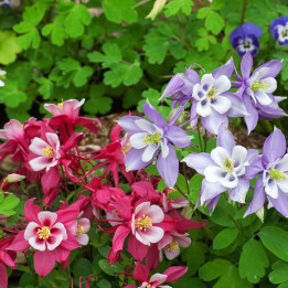 Aquilegia Dragonfly | Ancolie