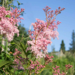 Rodgersia pinnata
