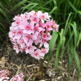 fleur de Darmera peltata