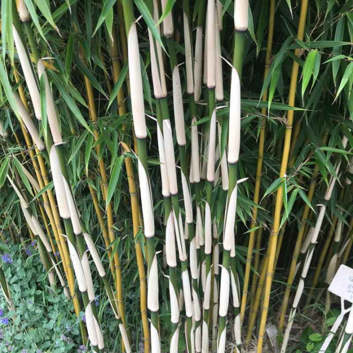 Bambou Fargesia robusta Campbell au printemps