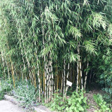 Bambou Fargesia robusta Campbell port droit haie