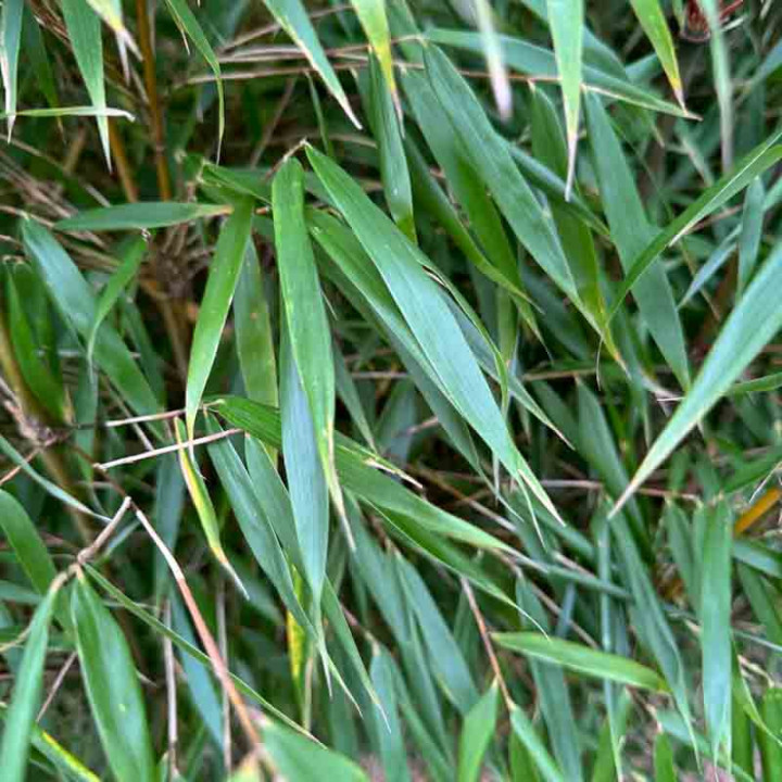 feuilles de Fargesia scabrida Asian Wonder
