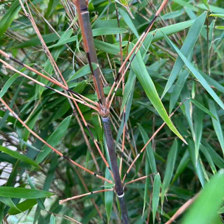 Bambou Fargesia scabrida Asian Wonder - Bambous non invasif