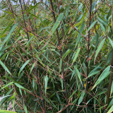 Bambou Fargesia scabrida Asian Wonder