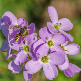 Cardamine pratensis