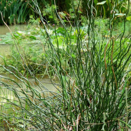 Juncus effusus Spiralis