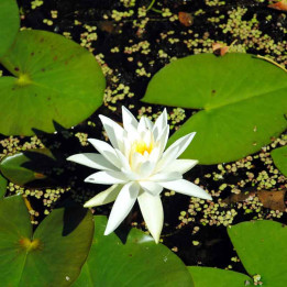 Nymphaea pygmaea Alba