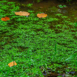 Callitriche palustris