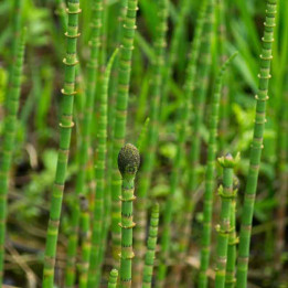 Equisetum fluviatile