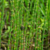 Equisetum fluviatile