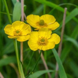 Ranunculus lingua
