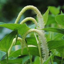 Saururus cernuus