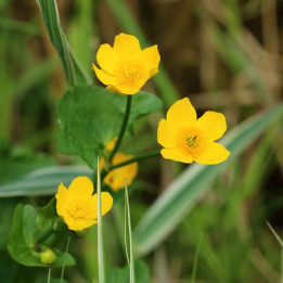 Ranunculus flammula