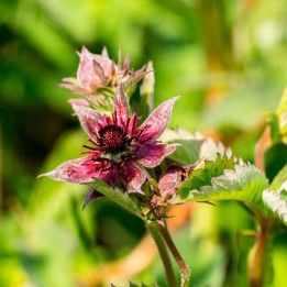 Potentilla palustris