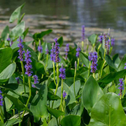 Pontederia lanceolata