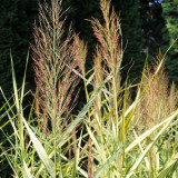 Phragmites australis variegatus