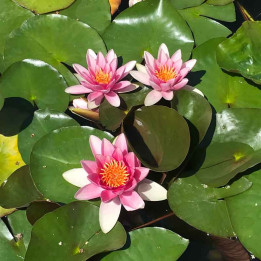 Nymphaea Attraction