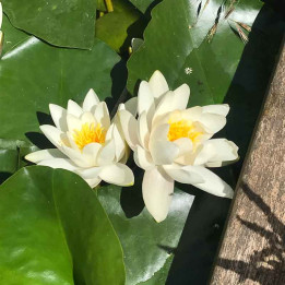 Nymphaea Alba