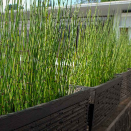Equisetum hyemale robustum