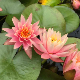 Nymphaea Colorado