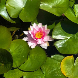 Nymphaea Mme Wilfron Gonnere