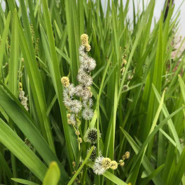 Sparganium erectum