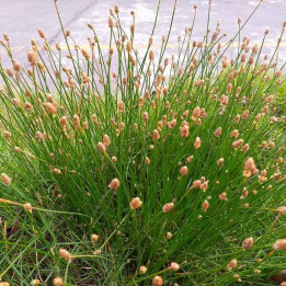 Eleocharis palustris