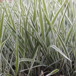 Phalaris arundinacea Picta
