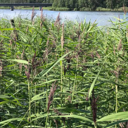 Phragmite autralis - Roseau commun
