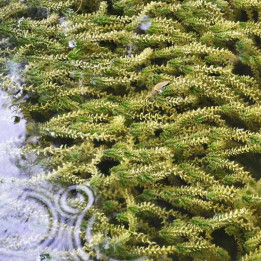 Elodea canadensis