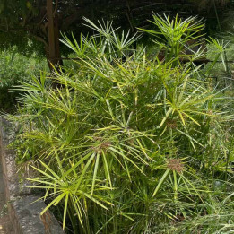 Cyperus involucratus - Papyrus