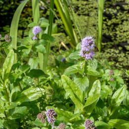 Menthe Aquatique