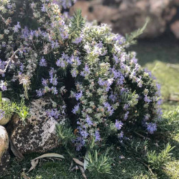 Rosmarinus officinalis Prostratus
