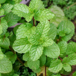 Menthe marocaine