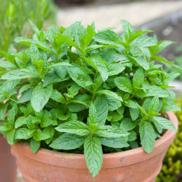Menthe fraise | Plantes aromatiques | Le chatel des vivaces