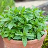 Menthe fraise | Plantes aromatiques | Le chatel des vivaces